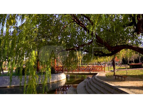 博鱼中国官网：北安最大绿化苗市场在哪里