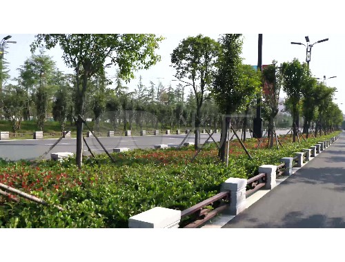boyu博鱼中国官方网站：咸宁绿化树苗批发市场在哪儿