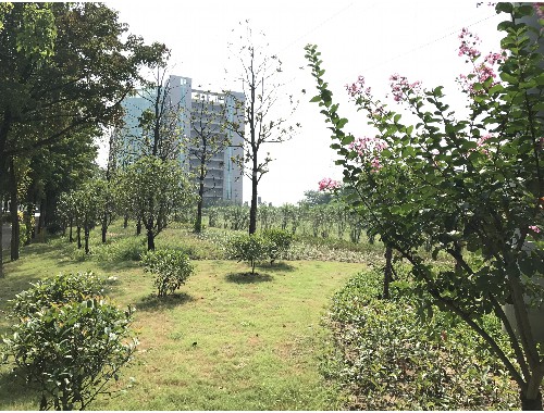 博鱼boyu官方网站：塘厦绿化工程企业