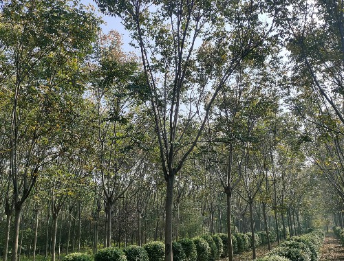 博鱼中国官网：新沂市环城绿化工程