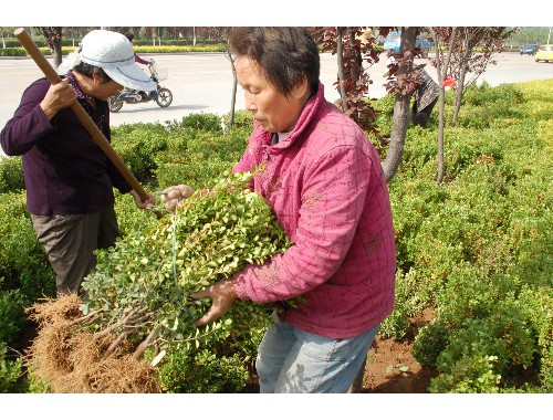 博鱼官方网站：沂源县悦庄镇河道绿化工程